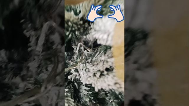 QV_1735416617399.mp4