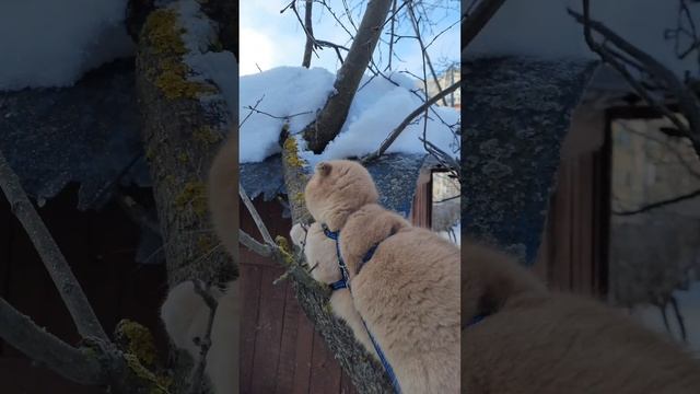 😻 Альпинистка моя 🙀 29.12.2024