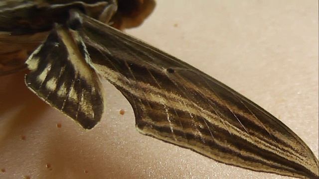 БРАЖНИКИ: 251. Xylophanes eumedon