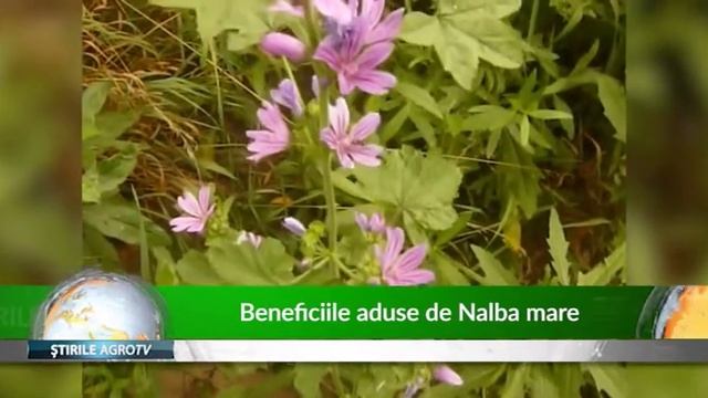 Beneficiile aduse de Nalba mare 25 03 2019