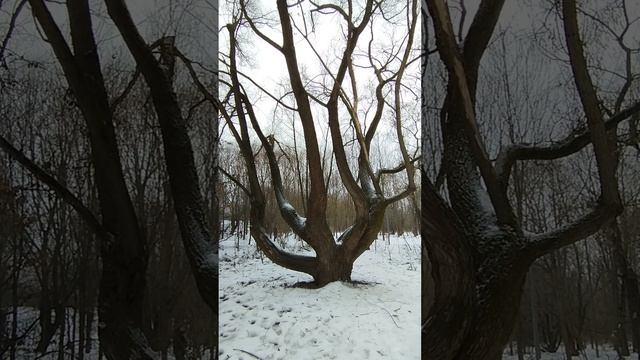 Дерево красивое в Долине реки Сетунь