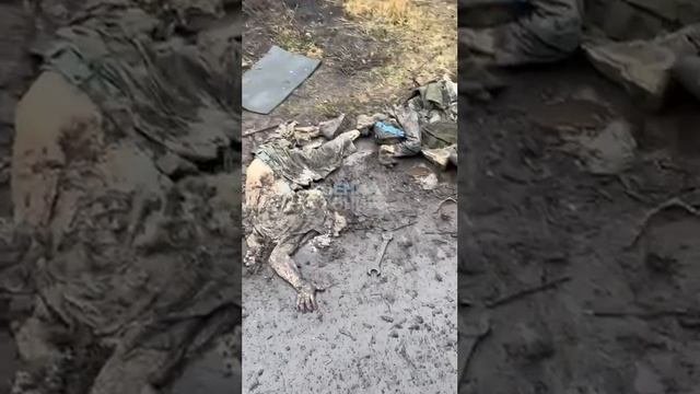 Кадры 18+: тела уничтоженных украинских военнослужащих в Суджанском районе Курской области. Видео...