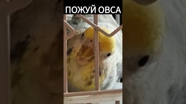 #пожуйовса #humor #remix #yt #рекомендации #birds #parrot #рек #лайк #попугай