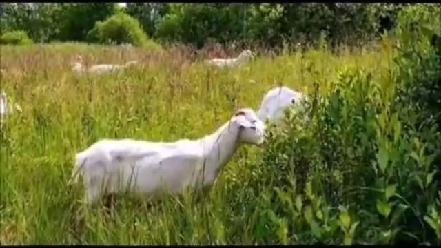 воспоминания о лете.полная версия. Summer memories. full version.mp4