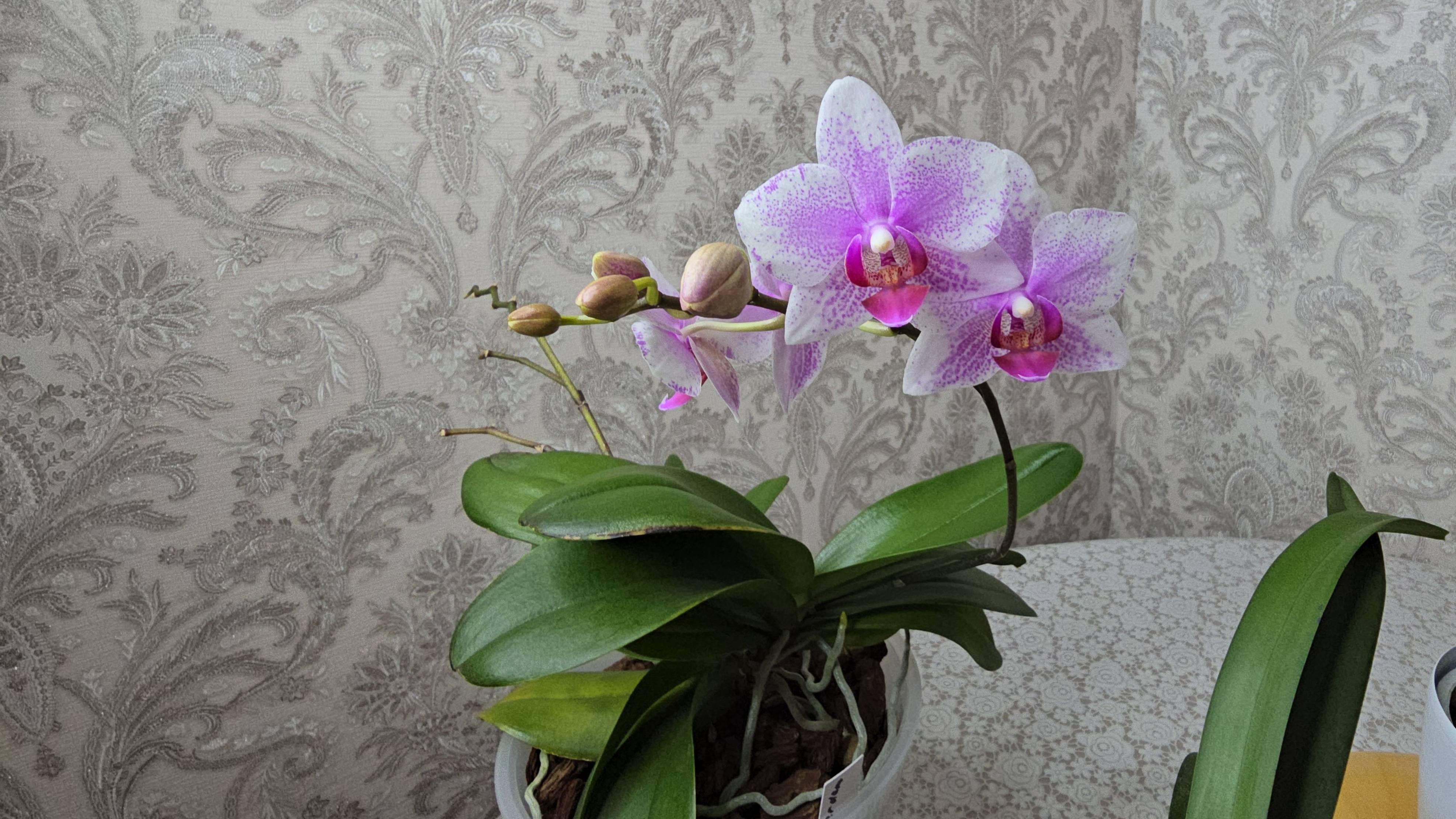 #4 Обзор орхидей (Буррагеара, фаленопсис Роттердам, ринхостилис и пр)