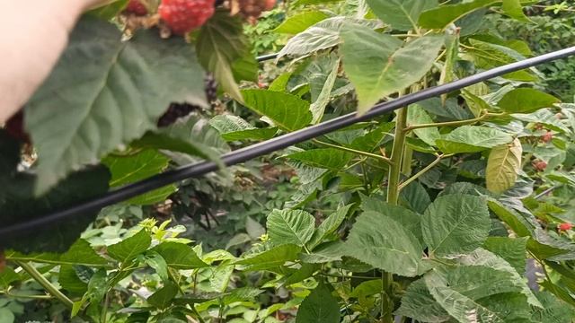 Ежевика Блэк Джем, монтаж или нет? 07.08.24 г.