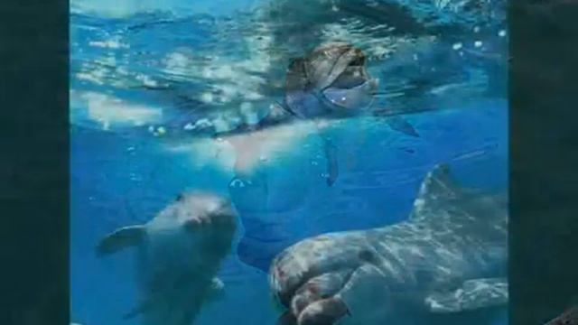 Песня про маленького дельфиненка