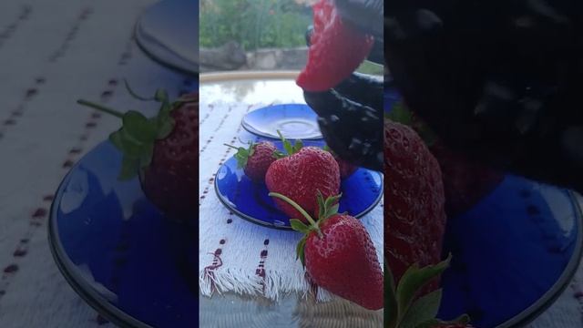 Флорида Бьюти, Фавори, Ходемар. Дегустация после дождя.