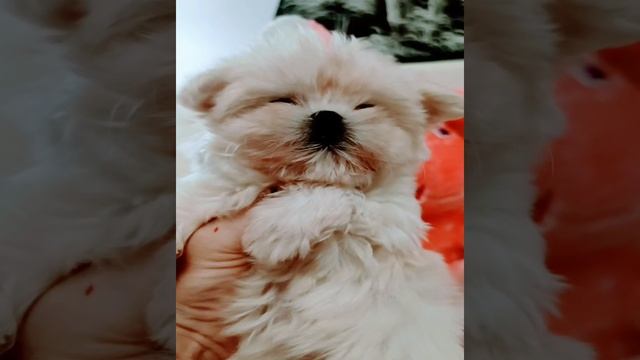 Микро девочка мальтезе Корея