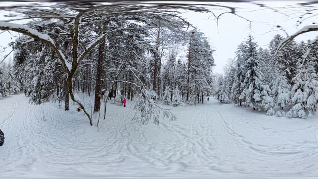 4к видео 360 панорама vr video прогулка в лесу