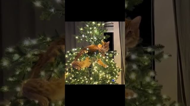 Кошки и новогодние ёлки. История противостояния.