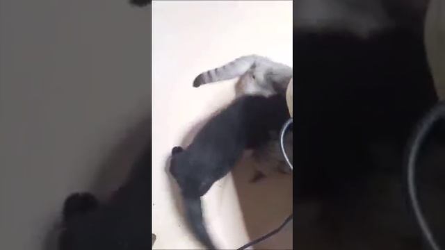 ДРАКА КОРОТКОЛАПЫХ КОТОВ МАНЧКИН