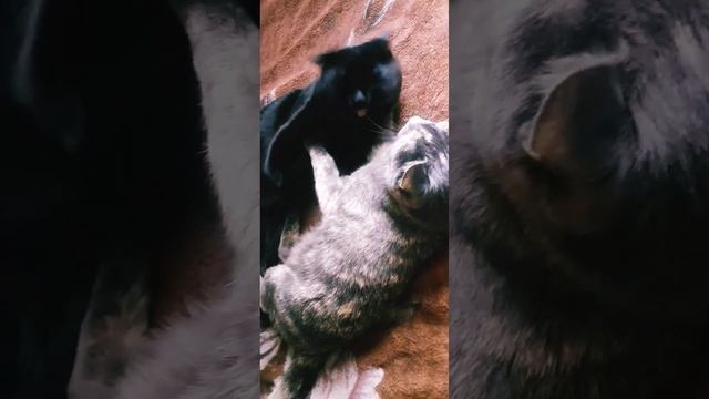 Самолюбивый котТот и хитрая кошкаВеста#смешныевидео#коттот#кошкавеста#кот#красивыекошки#добро#2023