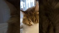 Релакс смотреть как кошачьи умываются 🥰 Домики для ваших питомцев VK dom_kot 🏡 #домашниеживотные