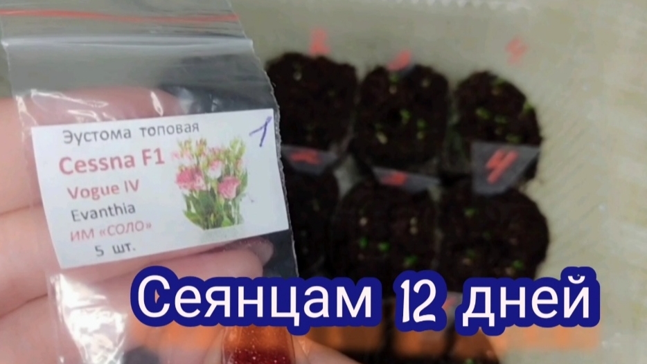 Эустома и бегония . Сеянцам 12 дней