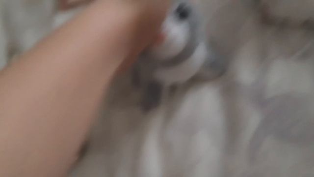 заполняем блокнот с Баффи!
