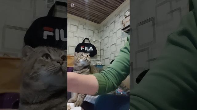 Села кушать. Маркиз пришел помогать