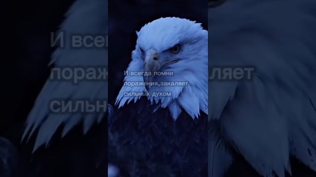 Испольнить Мечты