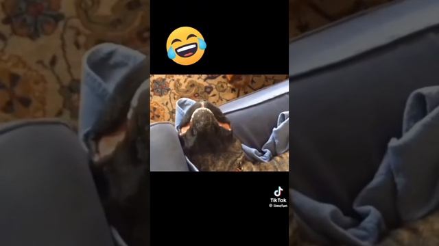 Смешные животные