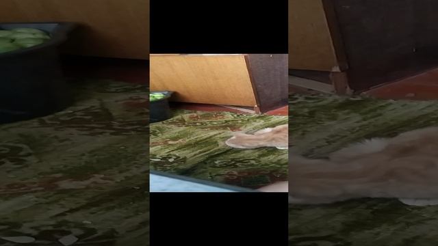Мой кот