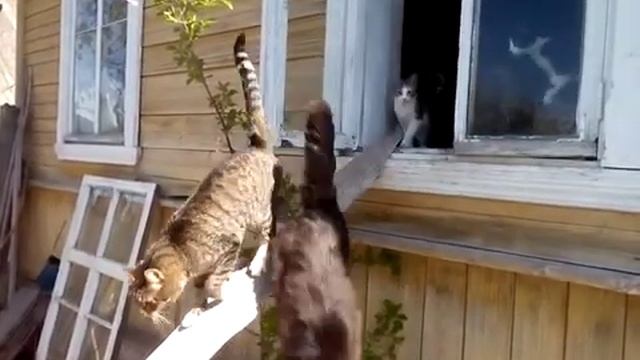 коты осваивают новый выход из дома. The cats are trying the new exit from the house..mp4