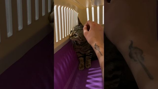 Кошка Ясмина в добрые руки - "Ваш Друг"