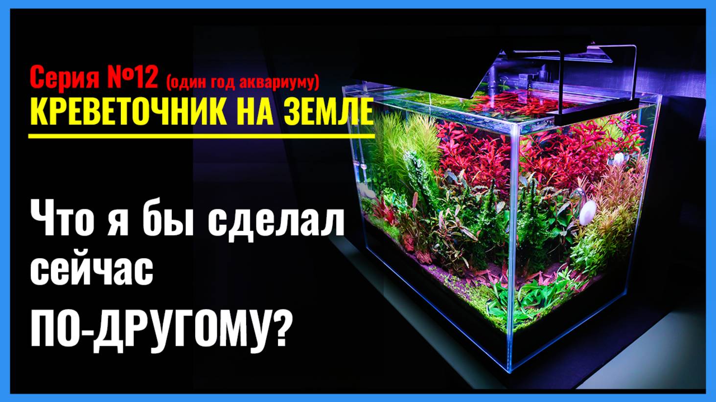 12. АКВАРИУМУ год. ЧТО я бы сделал ПО-ДРУГОМУ. Советы НОВИЧКАМ на основе моего ОПЫТА