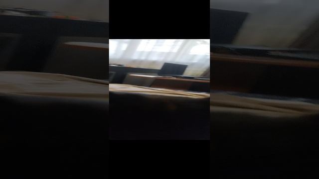 собака бомж