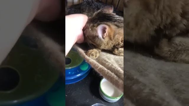 Кошка Фанки в добрые руки - "Ваш Друг"