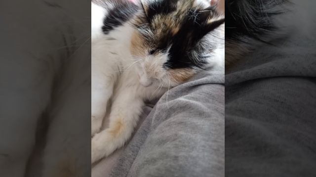 моя кошка Малышка