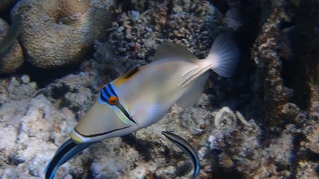 Пикассо в СПА. Подготовка к Новому году.) Марса Мубарак. Марса Алам.IBEROTEL Costa Mares. 12.2024 .С