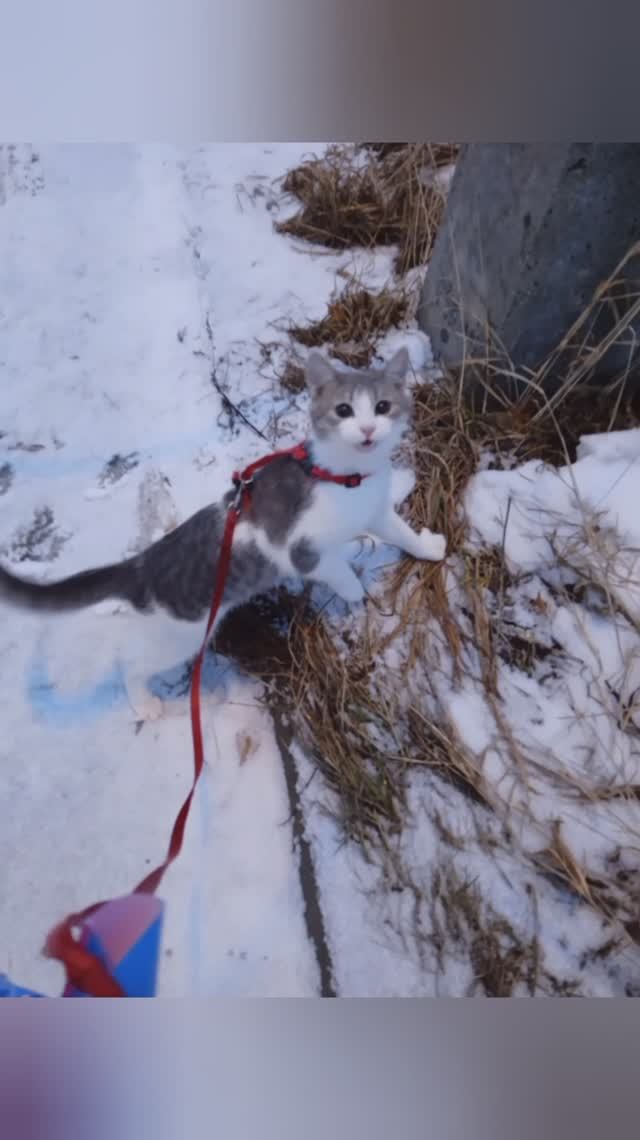 #кот Выйду на улицу, гляну на село, люди гуляют и мне весело