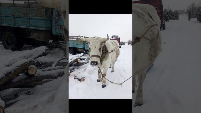 Овощи со своего огорода - это любовь. Ашока Кришна дас