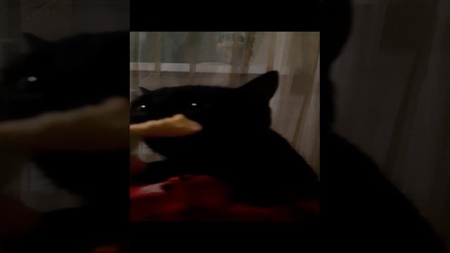 Кошка и мармелад 2.