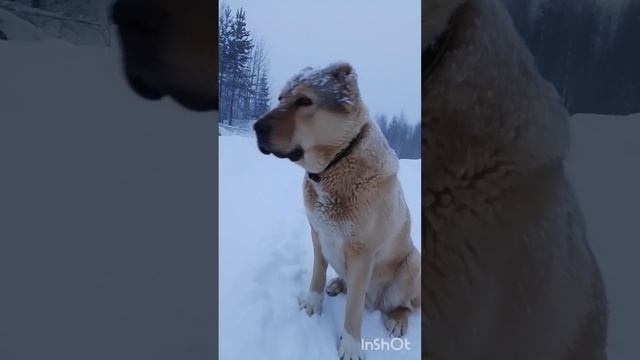 Ночь, накануне рождества... Дайра...