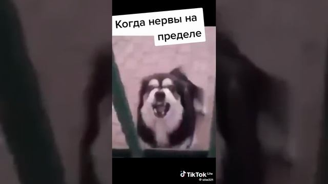 КОГДА НЕРВЫ НА ПРЕДЕЛЕ🤣🤣🤣