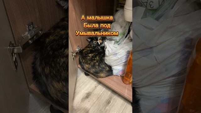 Взяли кошечку #2