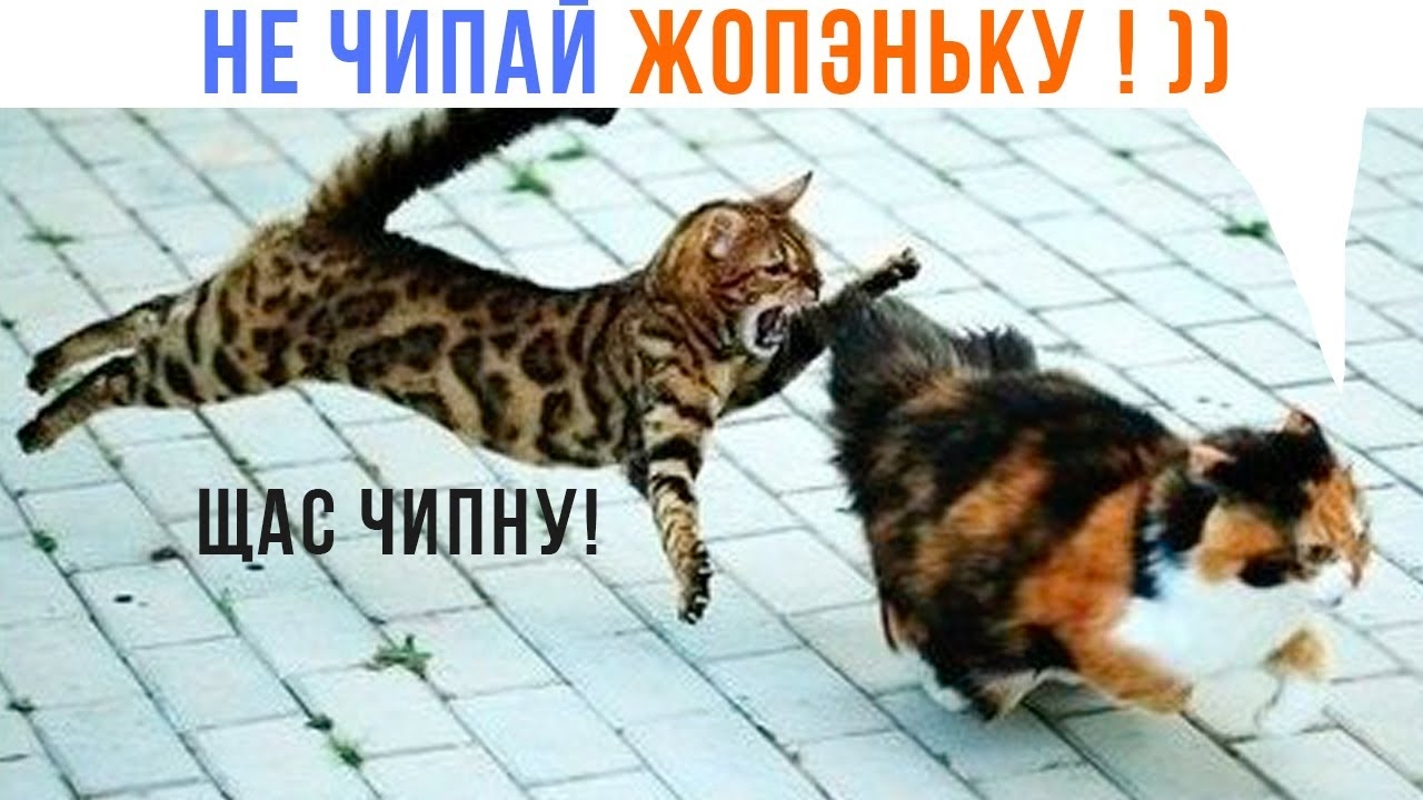 📹 НИИТ, НИ ЧИПАЙ ЖОПЭНЬКУ! ))) | Приколы | Мемозг 1536 
👤 #Alexey_Sova