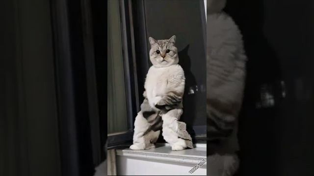 лысый на стиле)