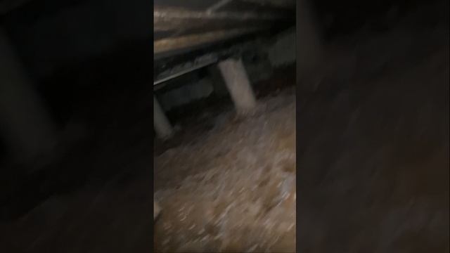 1000010964.mp4 (Собака проверяет влажность в подвале дома)
