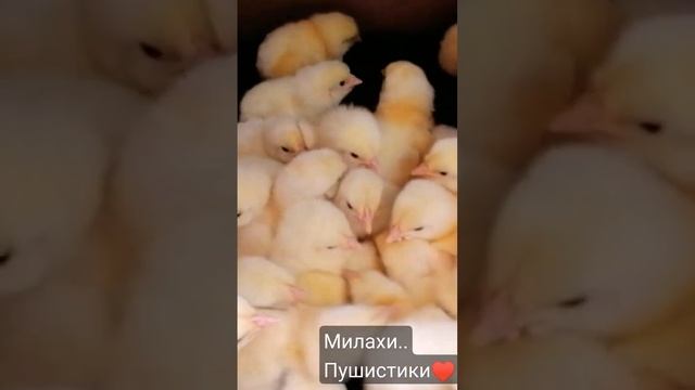 милахи. цыплятки. Угадайте сколько их тут? ♥️