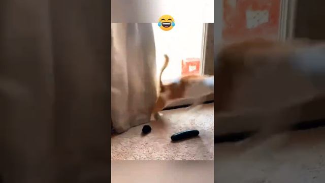 Приколы с животными
