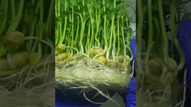 🍀КОВРИКИ ДЛЯ МИКРОЗЕЛЕНИ МНОГОРАЗОВЫЕ ИЛИ ОДНОРАЗОВЫЕ? 🍀