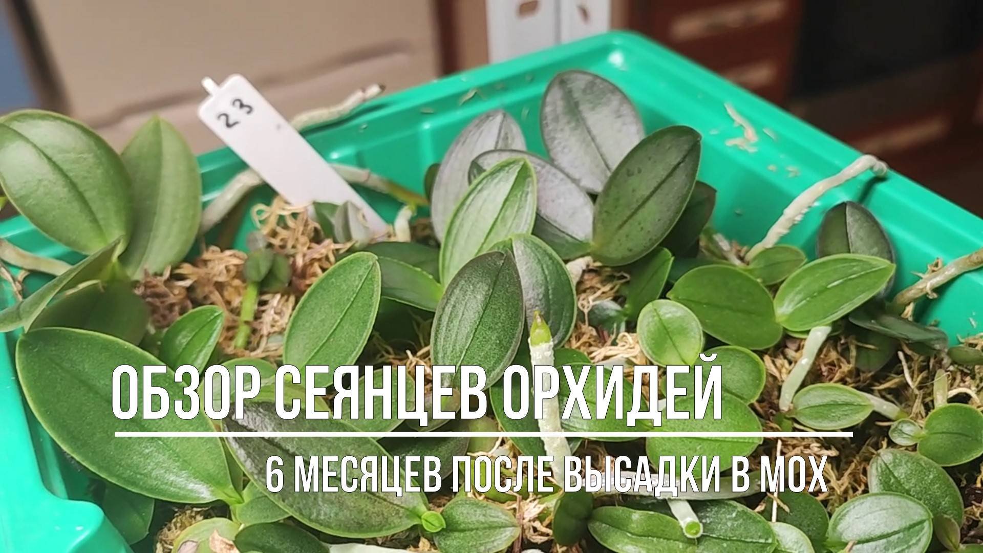 Обзор сеянцев орхидей, спустя полгода после размытия фласки. Мои собственные гибриды.