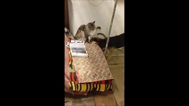 Пёс. Собака. Овчарка. Кот. Мейн кун. Кос и Том