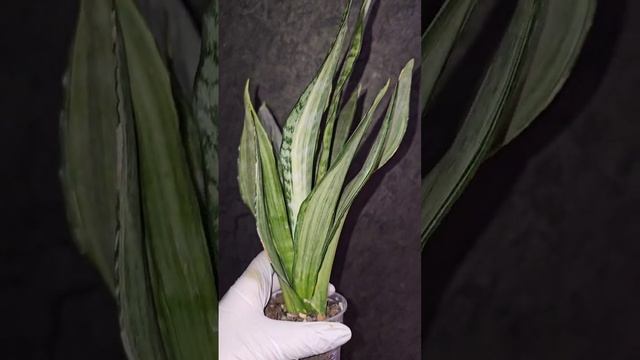 Сансевиерия Моргенштерн, Sansevieria Morgenshtern