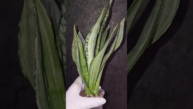 Сансевиерия Моргенштерн, Sansevieria Morgenshtern