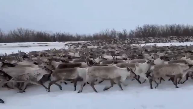 Бежим так же стремительно в новогодние праздники, как эти северные олени в Дудинке