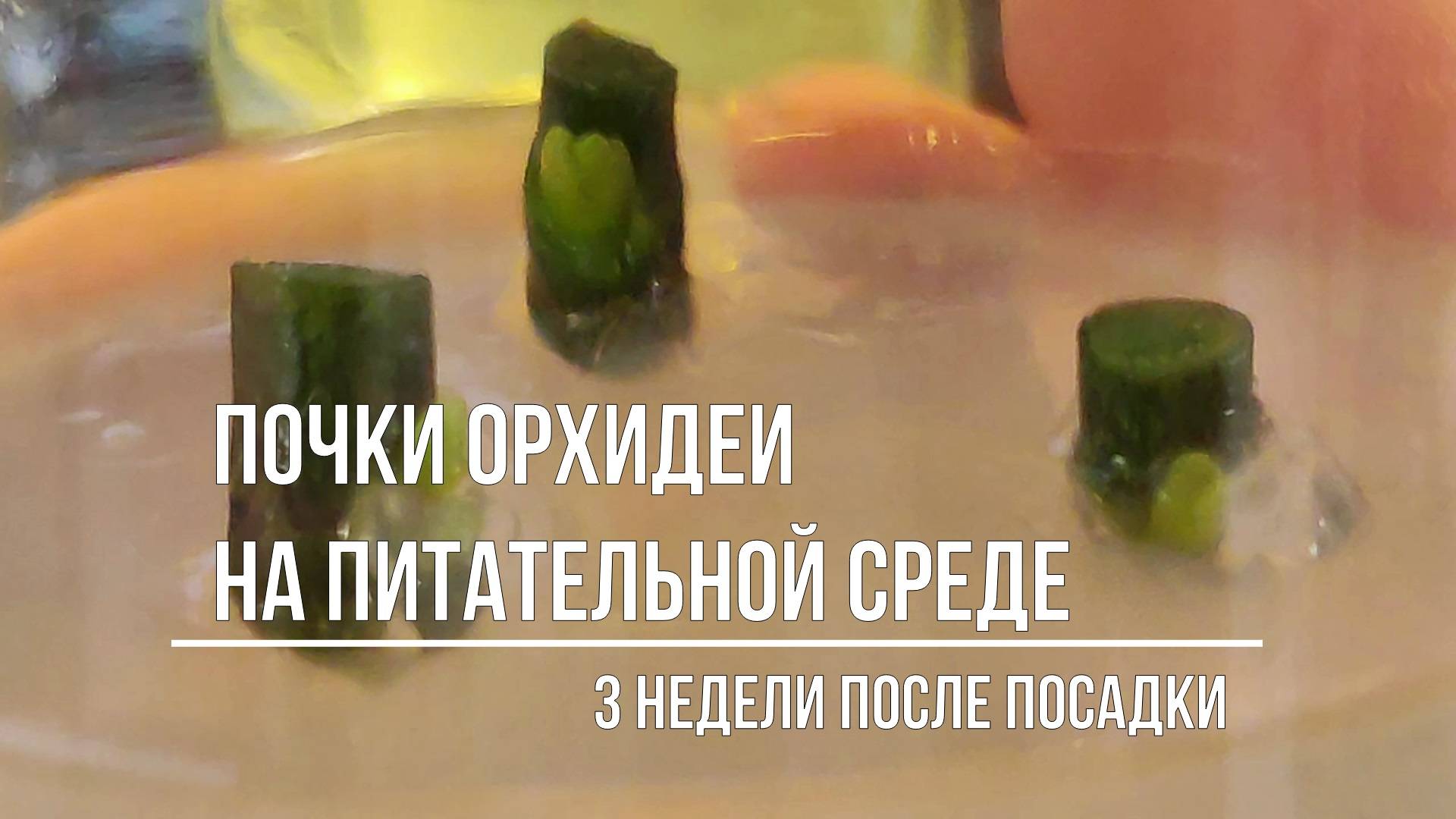 Почки на среде через 3 недели
