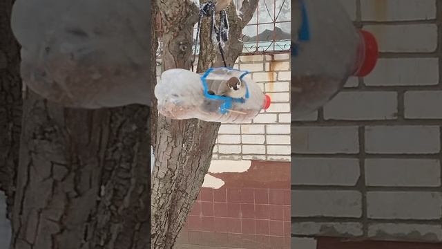 Воробьи в кормушке 😳 В тесноте задавили собрата 😔